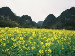 -靖西鹅泉风景区