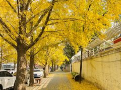 -三里屯东五街银杏大道
