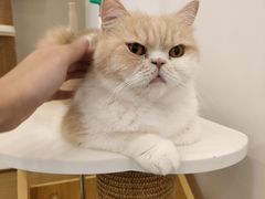 -猫域·湾主题猫咖·宠物吧(南坪城市广场店)