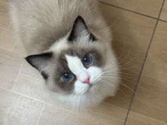 -唐小姐の私宠·宠物洗护美容·撸猫馆·购宠(周浦万达旗舰店)