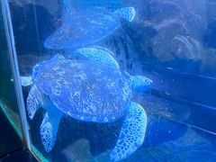 -海合安青岛极地海洋公园