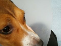 -伟伟宠物医院·CT影像中心·瑞派犬猫综合性门诊(汉口总院)