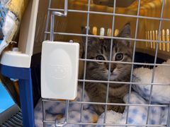 -康爱犬猫诊所·牙专科·骨外科·影像内科(丰宁店)