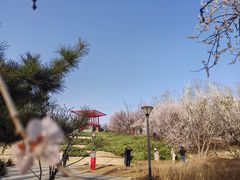 -大望京公园