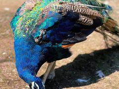 -哈尔滨北方森林动物园