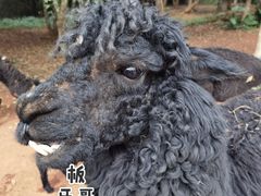 -海南热带野生动植物园