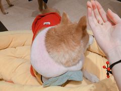 -逗柴咖啡屋·狗咖猫咖宠物桌游