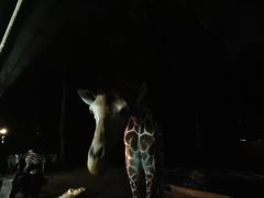-清迈夜间动物园