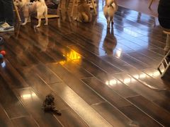 -豆柴町-柴犬主题狗咖(红鼎国际C座店)