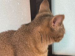 -楼上猫咖(罗湖店)