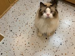 -滚猫咖啡·猫咖·猫友好撸猫(未来城店)