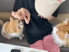 -喵园·猫主题咖啡厅·撸猫·猫咖(国贸店)