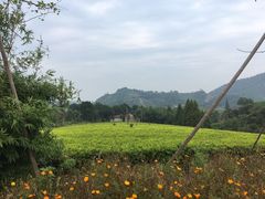 -帐篷客·溪龙茶谷度假酒店