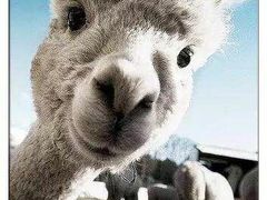 -古柏渡飞黄旅游区