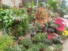 -龙大花卉苗木市场