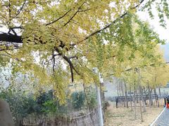 -千年银杏谷文化旅游区