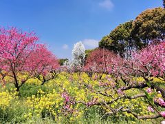 -南汇桃花村