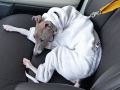 -伟伟宠物医院·CT影像中心·瑞派犬猫综合性门诊(汉口总院)