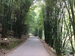 iphone_upload_pic-芦沟竹海
