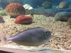 -北戴河圣蓝海洋公园