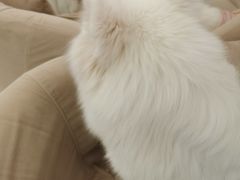 -怪兽屋·羊驼·猫咖·狗咖(俊华广场店)