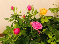 -金陵花卉交易市场