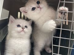 -lincat·猫舍(广州店)