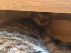 -猫的天空之城概念书店(杭州南宋御街店)