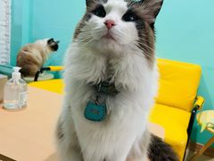 -猫在这儿猫咪咖啡馆·撸猫馆