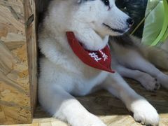 -Husky Go! 哈士奇体验馆·宠物咖啡厅狗咖