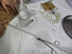 -瑞派福兴宠物医院犬猫全科·骨科·中西医结合(河东店)