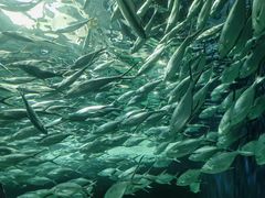 -上海海洋水族馆