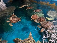 -烟台海昌鲸鲨海洋公园