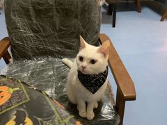 -猫色咖啡·猫咖