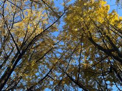 -西湖风景区十里琅珰-五云山