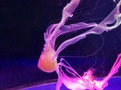 -左海海底世界