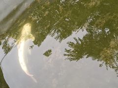 -特种渔场