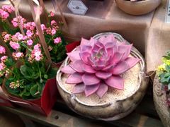 -昆山国际会展中心-开发区羽毛球馆