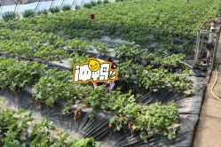 -蓝呗呗蓝莓草莓采摘园(通州区马驹桥店)