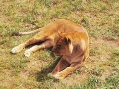 -青藏高原野生动物园