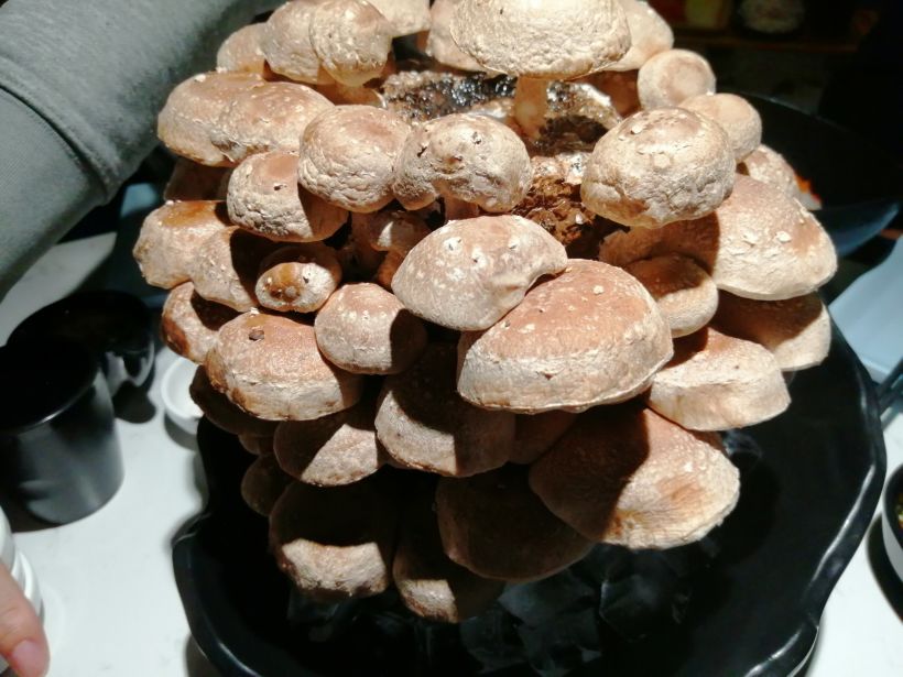 「活体松香菇」很好看,一整颗端上来,厨师亲子切盘,活体菌菇烫在锅里