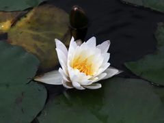 -临江·阅炉