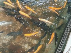 -北京龙庆四季香农家饭庄·灶台鱼·碳烤虹鳟鱼(龙庆峡店)