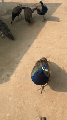 -萌宠亲子动物乐园(槐房万达店)