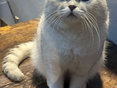 -Meowの猫咖(万家丽店)