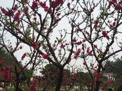 -南国桃园旅游度假区