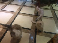 -猫色咖啡·猫咖