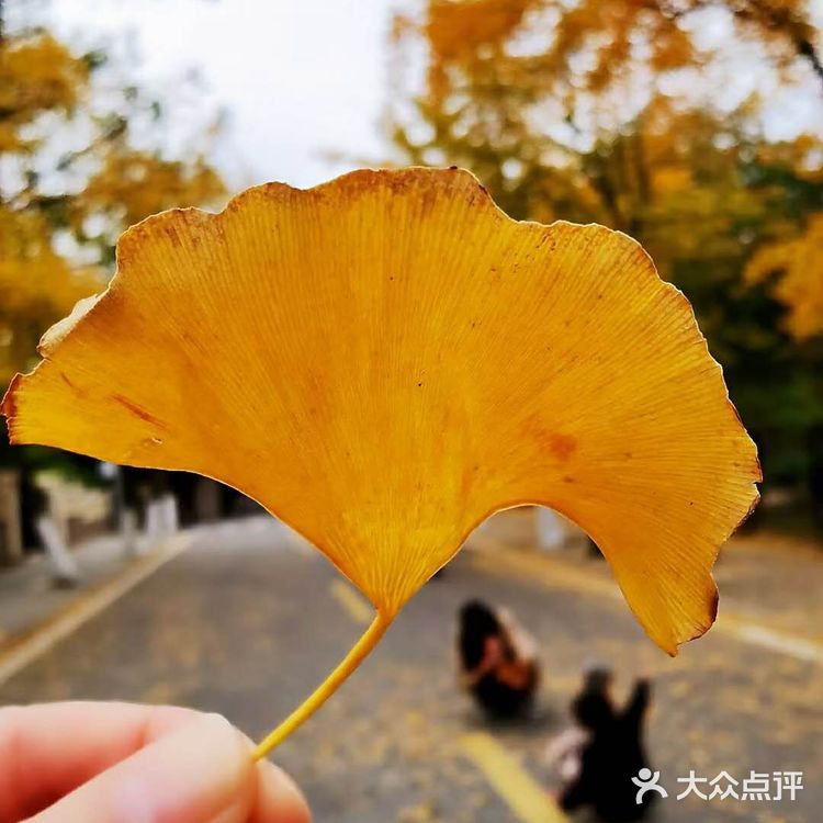 最美青岛🍁不一样的八大关秋景