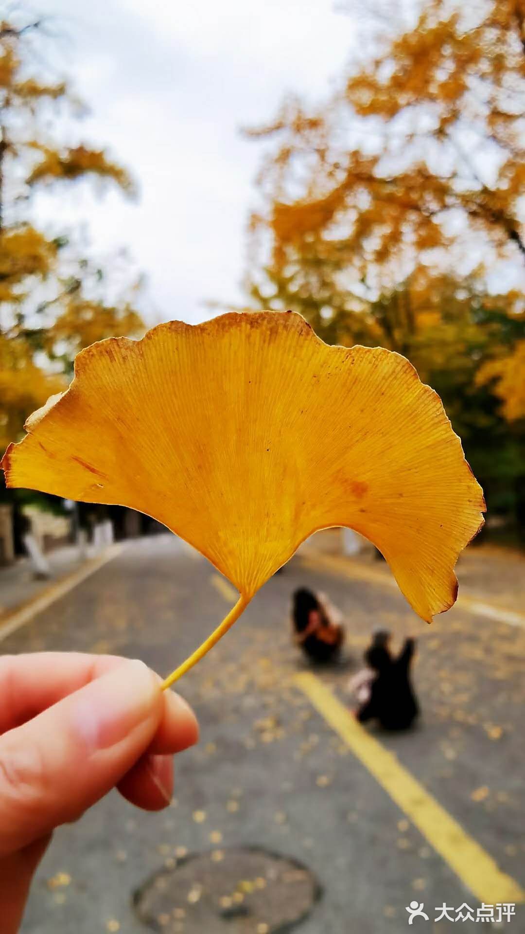 最美青岛🍁不一样的八大关秋景