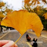 最美青岛🍁不一样的八大关秋景